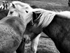 Icelandic Ponies