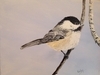 Chickadee